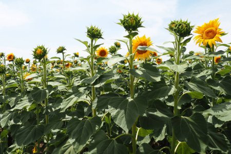 Photo for The Helianthus sunflower is a genus of plants in the Asteraceae family. Annual sunflower and tuberous sunflower. Agricultural field. Blooming bud with yellow petals. Furry leaves. Serbia agriculture. - Royalty Free Image