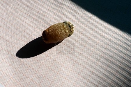 Photo for Gallstone disease, cholelithiasis - the formation of stones, stones in the gallbladder, bile ducts. Gallstones. A large gallstone removed from a patients body, 2.5 cm long - Royalty Free Image