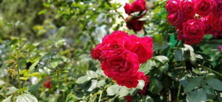 Foto de Rosas rojas en el jardín. Brote sobre un fondo de follaje verde fresco. - Imagen libre de derechos