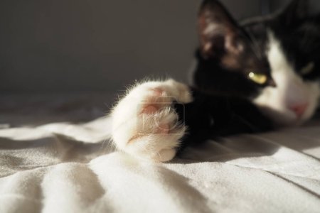 Paws of a black and white cat close up. The kitten sleeps on on a white mattress with its paws out. Soft fluffy fingers and cat pads. Keeping a pet in an apartment. Lazy cat.