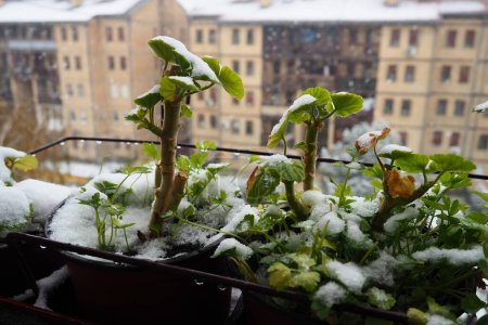 Sudden snowfall and blizzard. Freezing of fresh shoots. Multi-storey residential buildings. Large snowflakes fly and spin. Geranium or pelargonium is a cold-resistant plant. Green parsley leaves.