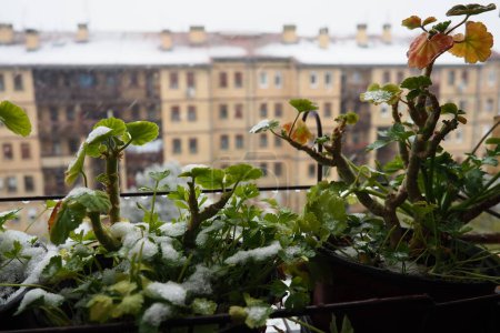 Photo for Sudden snowfall and blizzard. Freezing of fresh shoots. Multi-storey residential buildings. Large snowflakes fly and spin. Geranium or pelargonium is a cold-resistant plant. Green parsley leaves. - Royalty Free Image
