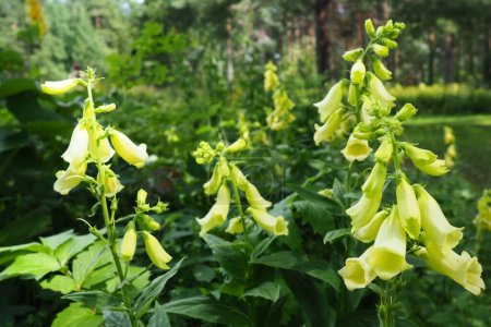 Photo for Digitalis lutea, the straw foxglove or small yellow foxglove is a species of flowering plant in the plantain family Plantaginaceae. Multiple yellow bell-shaped flowers. A plant for a shady flower bed - Royalty Free Image