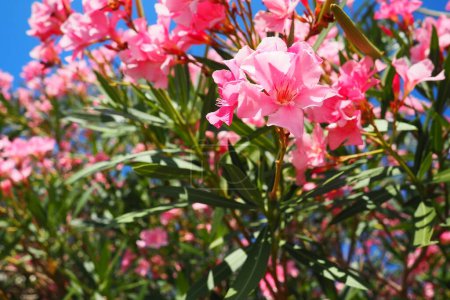La adelfa, Nerium oleander Apocynaceae, es un arbusto venenoso. Se utiliza comúnmente en jardines debido a sus flores de color rosa. Costa de Herceg Novi, Montenegro. Mar Adriático Mediterráneo