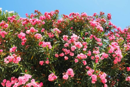 Oleander, Nerium oleander Apocynaceae, is a poisonous shrub. It is commonly used in gardens because of its pink colored flowers. Coast of Herceg Novi, Montenegro. Adriatic Sea Mediterranean