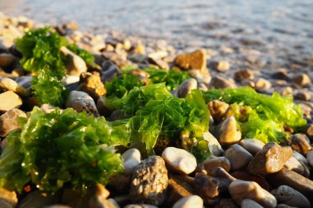 Photo for Ulva, a genus of marine green algae of the Ulvaceae family. Many species are edible sea lettuce. Algae are thrown onto the pebbles by a wave. Montenegro, Adriatic sea, Mediterranean. Bay of Kotor - Royalty Free Image