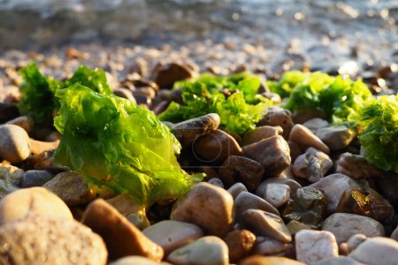 Photo pour Ulva est un genre d'algues marines de la famille des Ulvaceae. De nombreuses espèces sont des laitues de mer comestibles. Les algues sont jetées sur les cailloux par une vague. Monténégro, mer Adriatique, Méditerranée. Baie de Kotor - image libre de droit