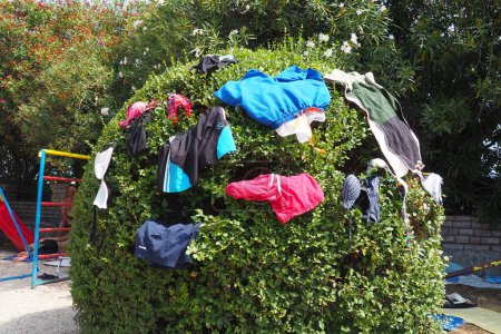 Swimming trunks, swimwear, shorts, tank tops, panties, bras and sunbathing and swimming clothes are hung on a bush on the beach. Wet clothes dry in the sun. Zelenika beach, Herceg Novi, Montenegro.