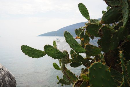 Téléchargez les photos : Opuntia est un genre de plantes de la famille des Cactacées. Il est nommé d'après la ville grecque antique d'Opus, connue pour ses fruits savoureux et ses fleurs voyantes. - en image libre de droit