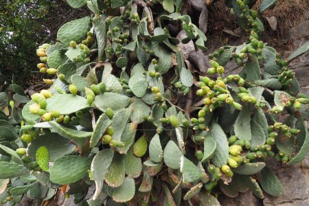 Téléchargez les photos : Opuntia est un genre de plantes de la famille des Cactacées. Il est nommé d'après la ville grecque antique d'Opus, connue pour ses fruits savoureux et ses fleurs voyantes. - en image libre de droit