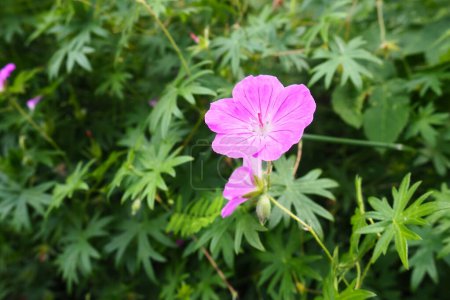 Foto de Geranium sanguineum es una especie de planta herbácea herbácea perenne perteneciente a la familia Geraniaceae. Flores rosas con cinco pétalos - Imagen libre de derechos