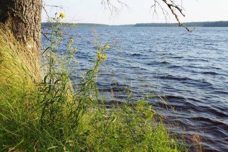 Téléchargez les photos : Lososinskoye, Lososinnoye, Lasasinskoye, Lohijarvi est un lac réservoir dans le district de Prionezhsky de la République de Carélie. La côte du lac Lososinnoye est une zone naturelle et récréative régionale - en image libre de droit
