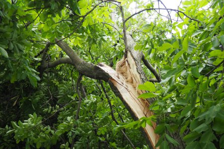 Photo for Aftermath of the hurricane July 19, 2023 park Sremska Mitrovica, Serbia. Broken trees, Split tree walnut. Broken branches, bent trunks. Chips and trash. State of emergency after a catastrophic storm. - Royalty Free Image