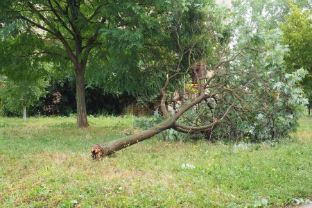 Photo for Aftermath of the hurricane July 19, 2023 Sremska Mitrovica, Serbia. Broken trees, mess on the streets. Broken branches, bent trunks. Chips and trash. State of emergency after a catastrophic storm - Royalty Free Image
