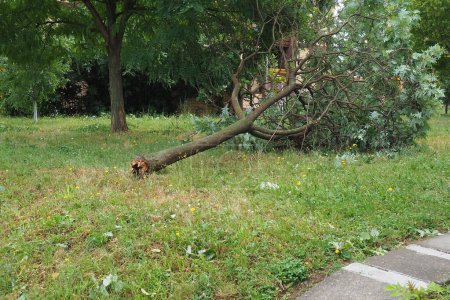 Photo for Aftermath of the hurricane July 19, 2023 Sremska Mitrovica, Serbia. Broken trees, mess on the streets. Broken branches, bent trunks. Chips and trash. State of emergency after a catastrophic storm - Royalty Free Image