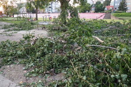 Photo for Aftermath of the hurricane July 19, 2023 beach Sremska Mitrovica, Serbia. Broken trees, mess on the streets. Broken branches, bent trunk. Chips and trash. State of emergency after a catastrophic storm - Royalty Free Image