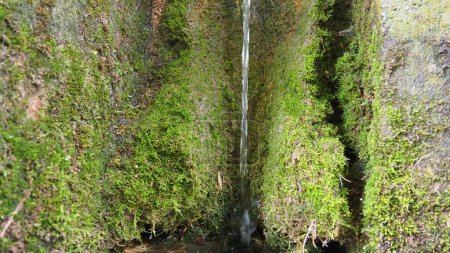 Photo for Banja Koviljaca, Serbia, Guchevo, Loznica. Spring Three sources. Healing mineral natural water flowing from Mount Guchevo. Moss and lichens on the rock. Water drops - Royalty Free Image