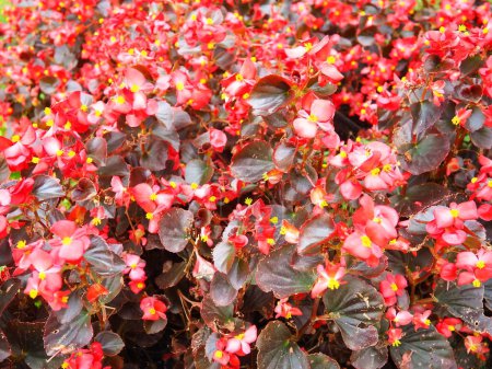 Begonia x semperflorens-cultorum. Wachsbegonien sind ein sehr beliebtes Mitglied der Begonien-Familie und werden oft als einjährige rote Einstreupflanze verwendet. Gartengestaltung, Blumenbeet, Rasen