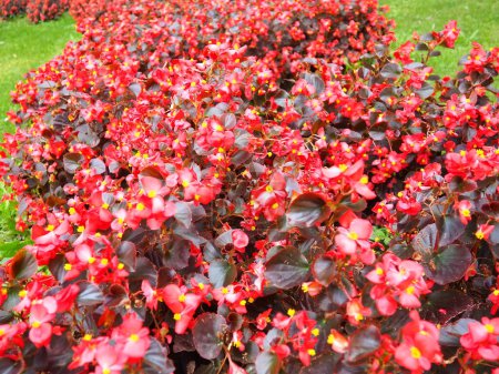 Photo for Begonia x semperflorens-cultorum. Wax begonias are a very popular member of the Begoniaceae begonia family, often used as an annual red bedding plant. Landscaping, flowerbed, lawn - Royalty Free Image