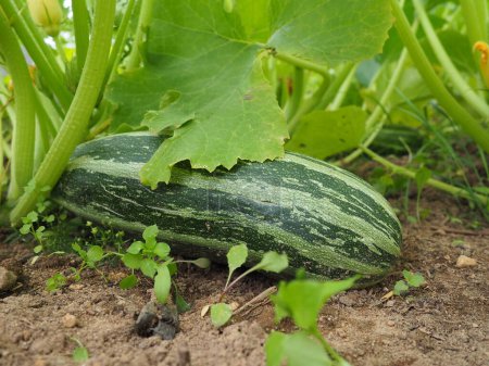 Photo for Zucchini, courgette or baby marrow, Cucurbita pepo is a summer squash, a vining herbaceous plant whose fruit are harvested when immature seeds and epicarp rind are still soft and edible. Greenhouse. - Royalty Free Image