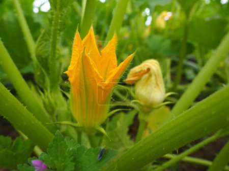 Photo for Zucchini, courgette or baby marrow, Cucurbita pepo is a summer squash, herbaceous plant whose fruit are harvested when immature seeds and epicarp rind are soft and edible. Greenhouse. Zucchini flower. - Royalty Free Image