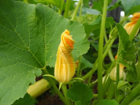 Photo for Zucchini, courgette or baby marrow, Cucurbita pepo is a summer squash, herbaceous plant whose fruit are harvested when immature seeds and epicarp rind are soft and edible. Greenhouse. Zucchini flower. - Royalty Free Image