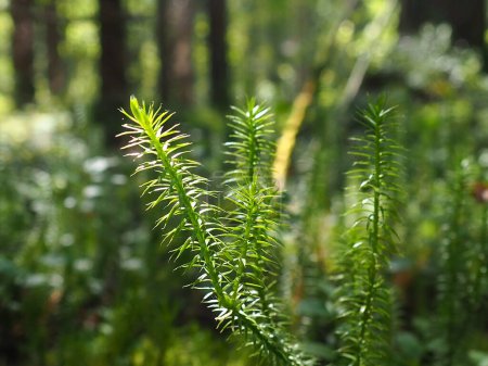 Téléchargez les photos : Lycopodium est un genre d'amphibiens de la famille des Lycopodiaceae. Plantes à tiges largement ramifiées, dressées, prosternées ou rampantes, à feuilles en forme d'aiguilles ou en écailles. - en image libre de droit
