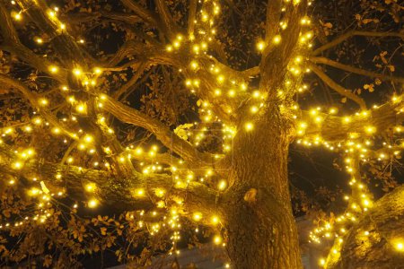 Photo for Golden yellow garlands are hung on the oak tree. Trunk and crown with dry oak leaves. Leaves sway in the wind. Christmas and New Years decoration of city streets with illumination. Night city decor - Royalty Free Image