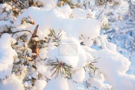 Photo for Pine forest in winter during the day in severe frost. Snow on the coniferous branches. Frosty sunny weather anticyclone. Scots pine Pinus sylvestris is a plant pine Pinus of Pine Pinaceae. - Royalty Free Image