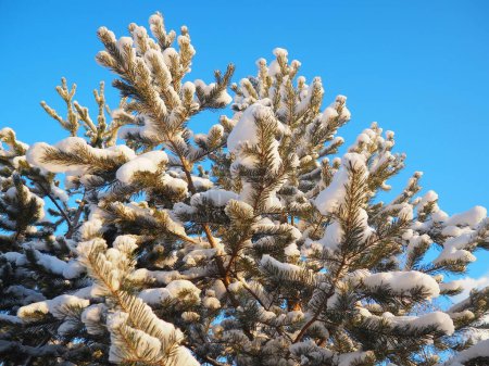 Photo for Pine forest in winter during the day in severe frost. Snow on the coniferous branches. Frosty sunny weather anticyclone. Scots pine Pinus sylvestris is a plant pine Pinus of Pine Pinaceae. - Royalty Free Image