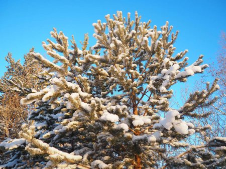 Téléchargez les photos : Forêt de pins en hiver pendant la journée dans un gel sévère. Neige sur les branches de conifères. anticyclone temps froid et ensoleillé. Pinus sylvestris est une plante de pin Pinus de pin Pinaceae. - en image libre de droit