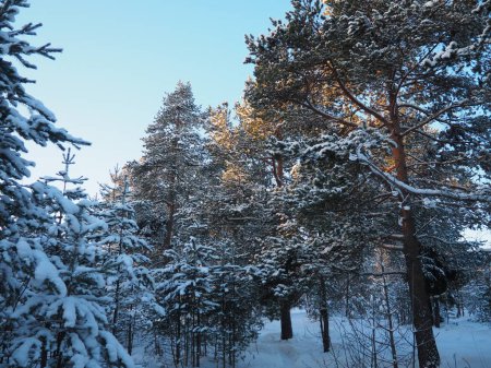Foto de Bosque de pinos en invierno durante el día en heladas severas. Nieve en las ramas de coníferas. Clima frío y soleado anticiclón. Pinus sylvestris es una planta de pino Pinus of Pine Pinaceae. - Imagen libre de derechos
