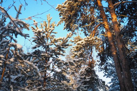 Foto de Bosque de pinos en invierno durante el día en heladas severas. Nieve en las ramas de coníferas. Clima frío y soleado anticiclón. Pinus sylvestris es una planta de pino Pinus of Pine Pinaceae. - Imagen libre de derechos