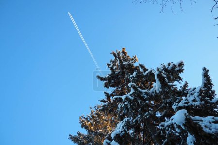 The plane flies across the blue sky. Pine forest in winter during the day in severe frost. Snow on the coniferous branches. Scots pine Pinus sylvestris is a plant pine Pinus of Pine Pinaceae.