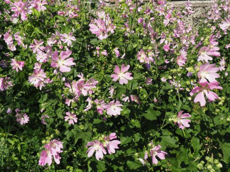 Photo for Malva thuringiaca, Lavatera thuringiaca, garden tree-mallow, is species of flowering plant in the mallow family Malvaceae. Herbaceous perennial plant. The flowers are pink with five petals. Flowerbed. - Royalty Free Image