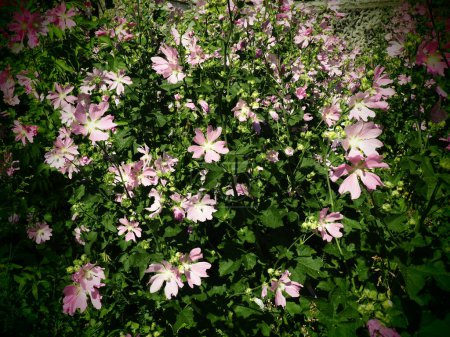 Malva thuringiaca, Lavatera thuringiaca, es una especie de planta fanerógama perteneciente a la familia Malvaceae. Planta herbácea perenne. Las flores son de color rosa con cinco pétalos. Macizo de flores.
