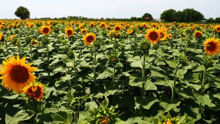 Agricultural sunflowers field. The Helianthus sunflower is a genus of plants in Asteraceae family. Annual sunflower and tuberous sunflower. Blooming bud with yellow petals. Serbia, Sremska Mitrovica.