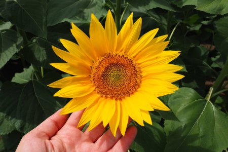 Landwirtschaftliche Sonnenblumenfelder. Die Helianthus-Sonnenblume ist eine Pflanzengattung aus der Familie der Asteraceae. Jährliche Sonnenblume und Knollensonnenblume. Blütenknospe mit gelben Blütenblättern. Serbien, Sremska Mitrovica.