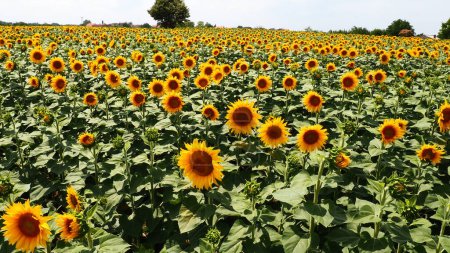 Agricultural sunflowers field. The Helianthus sunflower is a genus of plants in Asteraceae family. Annual sunflower and tuberous sunflower. Blooming bud with yellow petals. Serbia, Sremska Mitrovica.