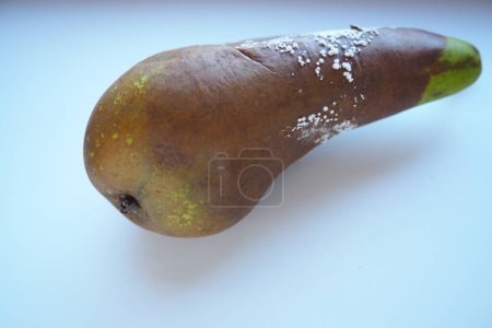 The pear became moldy. A mold or mould. The dust-like colored appearance of molds is due to the formation of spores containing fungal secondary metabolites. Perishable food products. White background