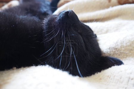 Very black cat sleeps, lying on his back and closing eyes. Nursling lazily rests on beige-brown woolen blanket at home. Pet care. Close-up of cat muzzle with long whiskers. Breeding domestic animals
