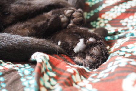 Chat très noir dort, couché sur le dos et les yeux fermés. Nursling repose paresseusement sur une couverture de laine beige-brun à la maison. Soin des animaux. Gros plan du museau de chat avec de longs moustaches. Élevage d'animaux domestiques