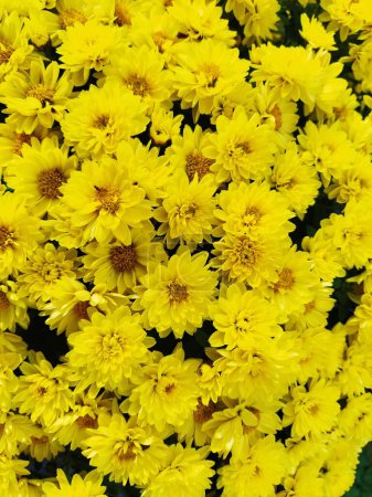 Chrysanthemums of yellow color in a bouquet. Close-up. Greeting card for wedding or birthday. Autumn flowers from the family Asteraceae or Dendranthema. Flower texture. Flower wall.