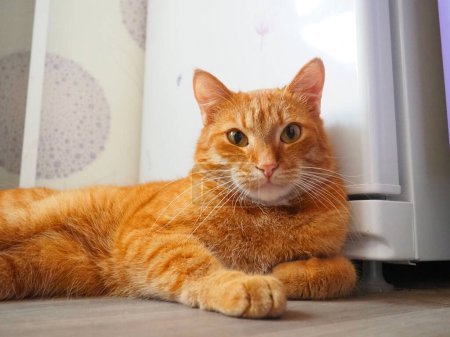 Red large well-fed domestic cat lies on the floor near refrigerator and looks at the camera. The right front paw is extended forward. Pet care. Cat breeds. Love to the animals. Veterinary medicine