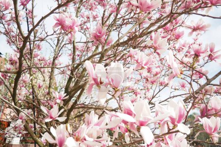 Magnolia est un genre de plantes de la sous-famille des Magnolioideae. Belle floraison rose fleurs blanches et des bourgeons de magnolia. Magnolia soulangeana dans le jardin.
