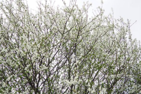 Téléchargez les photos : Prunus est un genre d'arbres et d'arbustes qui comprend les prunes, les cerises, les pêches, les nectarines, les abricots et les amandes. Belles fleurs délicates blanches sur les branches oscillant dans le vent au début du printemps - en image libre de droit
