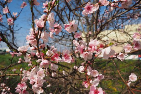 Aprikosen- oder Pfirsichzweig mit Blüten im Frühling. Rosa lila Frühlingsblumen. Prunus armeniaca blüht mit fünf weißen bis rosafarbenen Blütenblättern. Sie werden einzeln oder paarweise im zeitigen Frühjahr produziert..