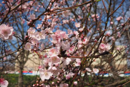 Rama de albaricoque o melocotón con flores en flor de primavera. Flores de primavera rosa púrpura. Prunus armeniaca flores con cinco pétalos blancos a rosados. Se producen solos o en parejas a principios de primavera..