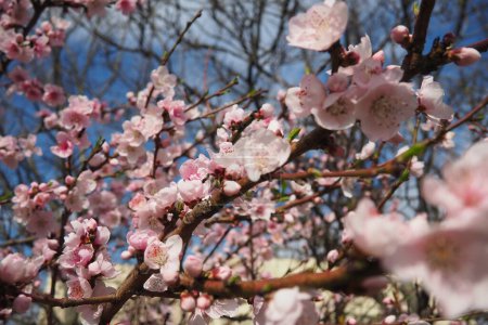 Abricot ou branche de pêche avec des fleurs en fleur de printemps. Fleurs printanières pourpres roses. Prunus armeniaca fleurs avec cinq pétales blancs à rosâtres. Ils sont produits seuls ou par paires au début du printemps.