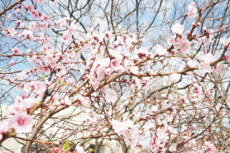 Apricot or peach branch with flowers in spring bloom. Pink purple spring flowers. Prunus armeniaca flowers with five white to pinkish petals. They are produced singly or in pairs in early spring.